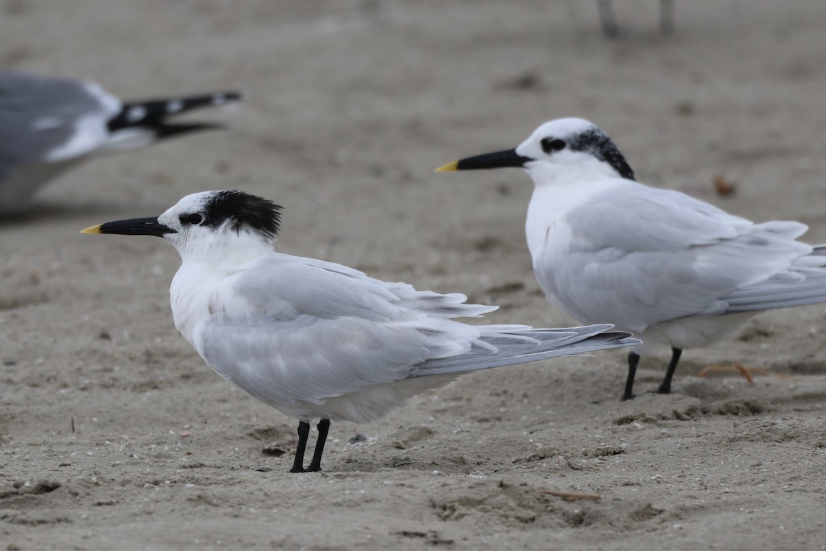 Sandwich Tern - ML646316995