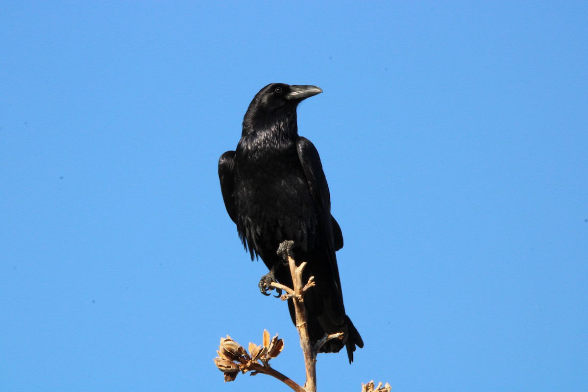 Cuervo Grande - ML646316997