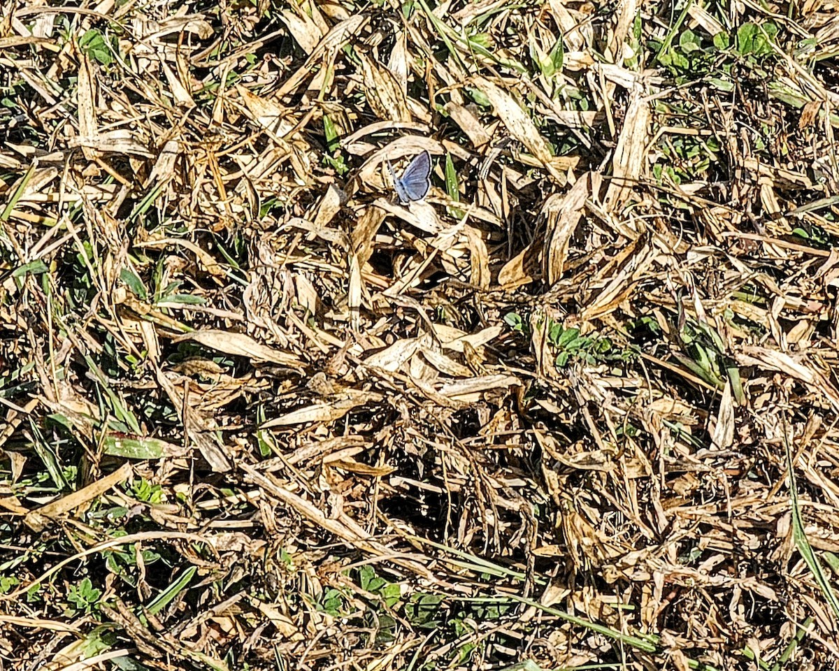 昆蟲綱 - ML646317000