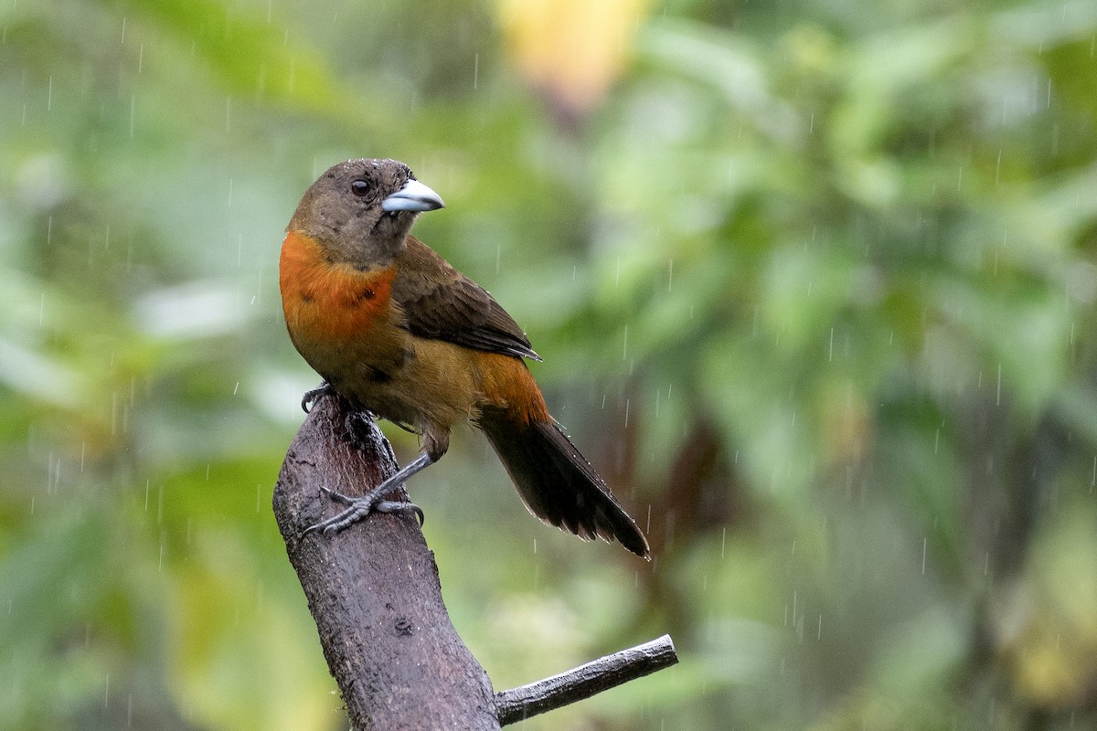 Scarlet-rumped Tanager - ML646317003