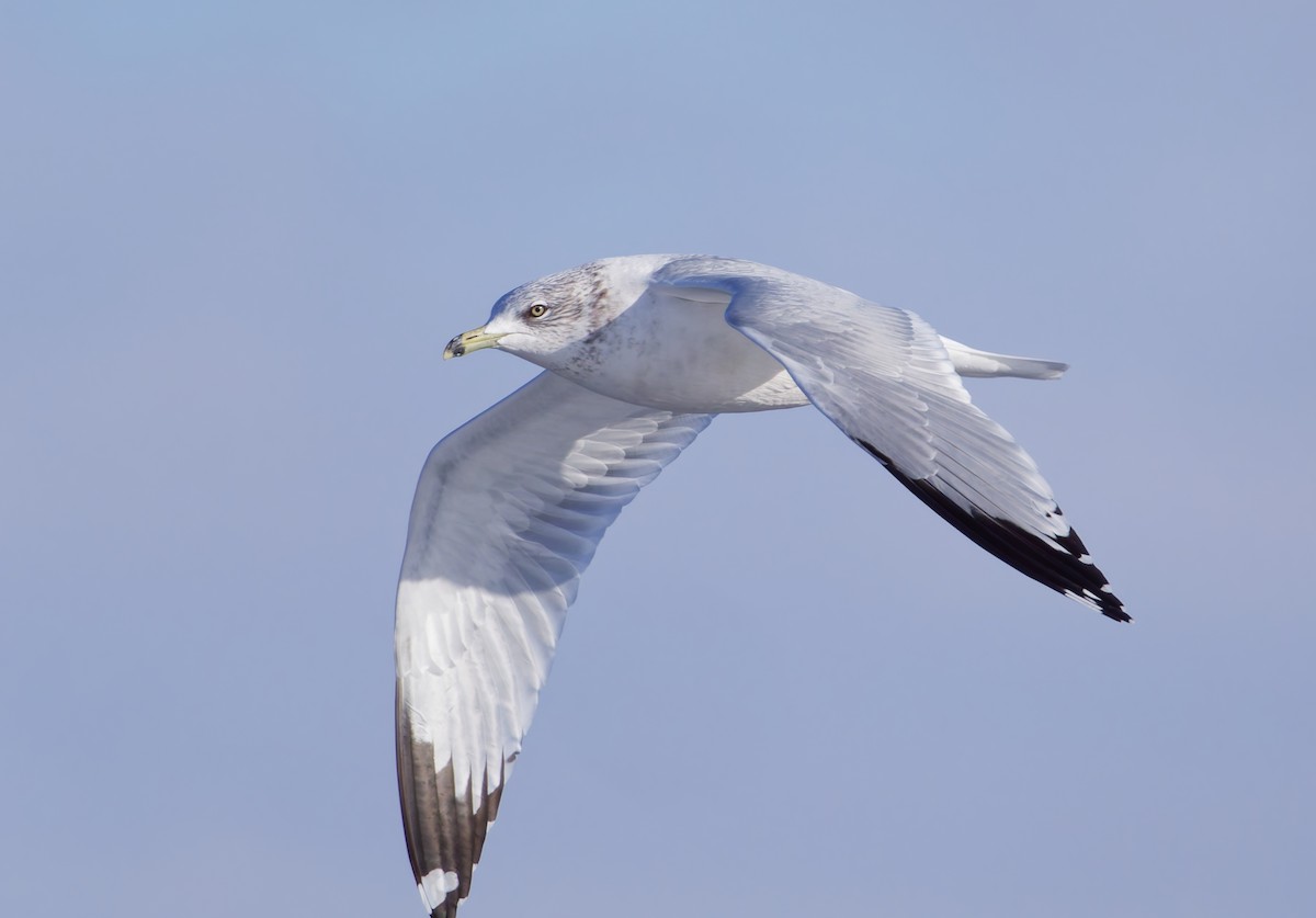 racek kroužkozobý - ML646317004