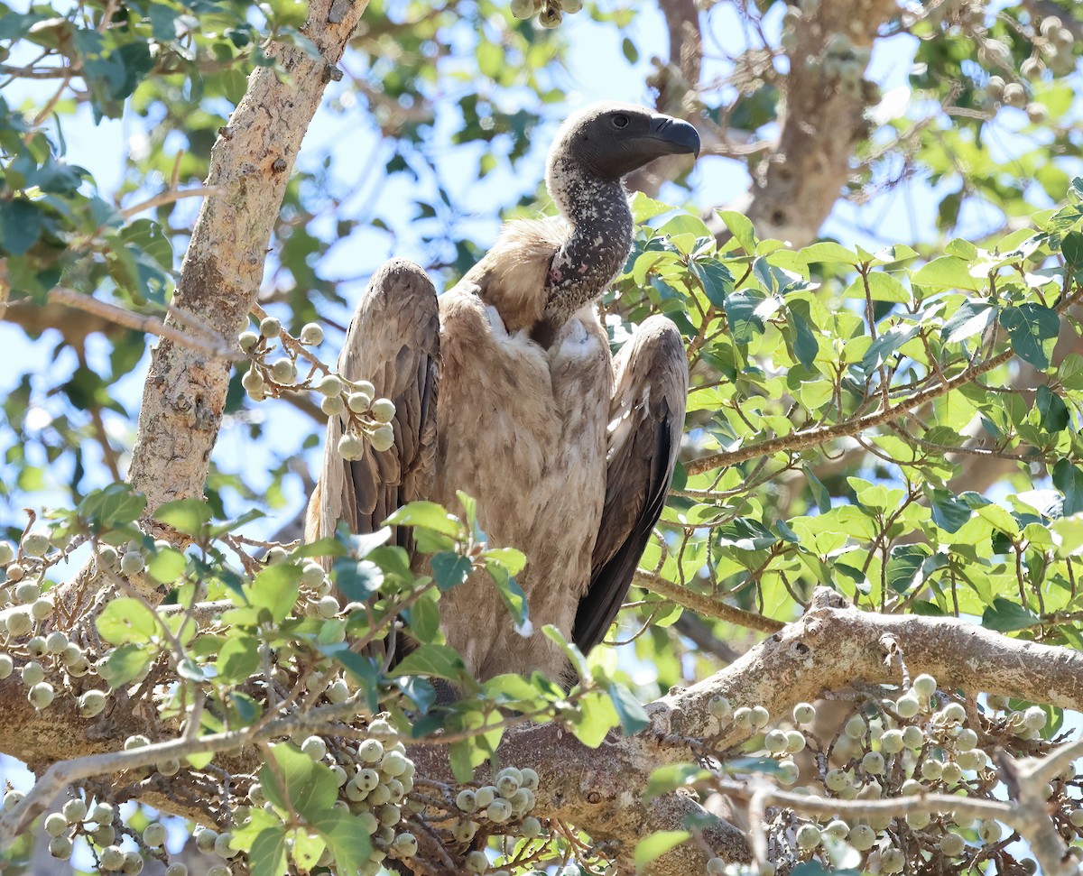 White-backed Vulture - ML646317005