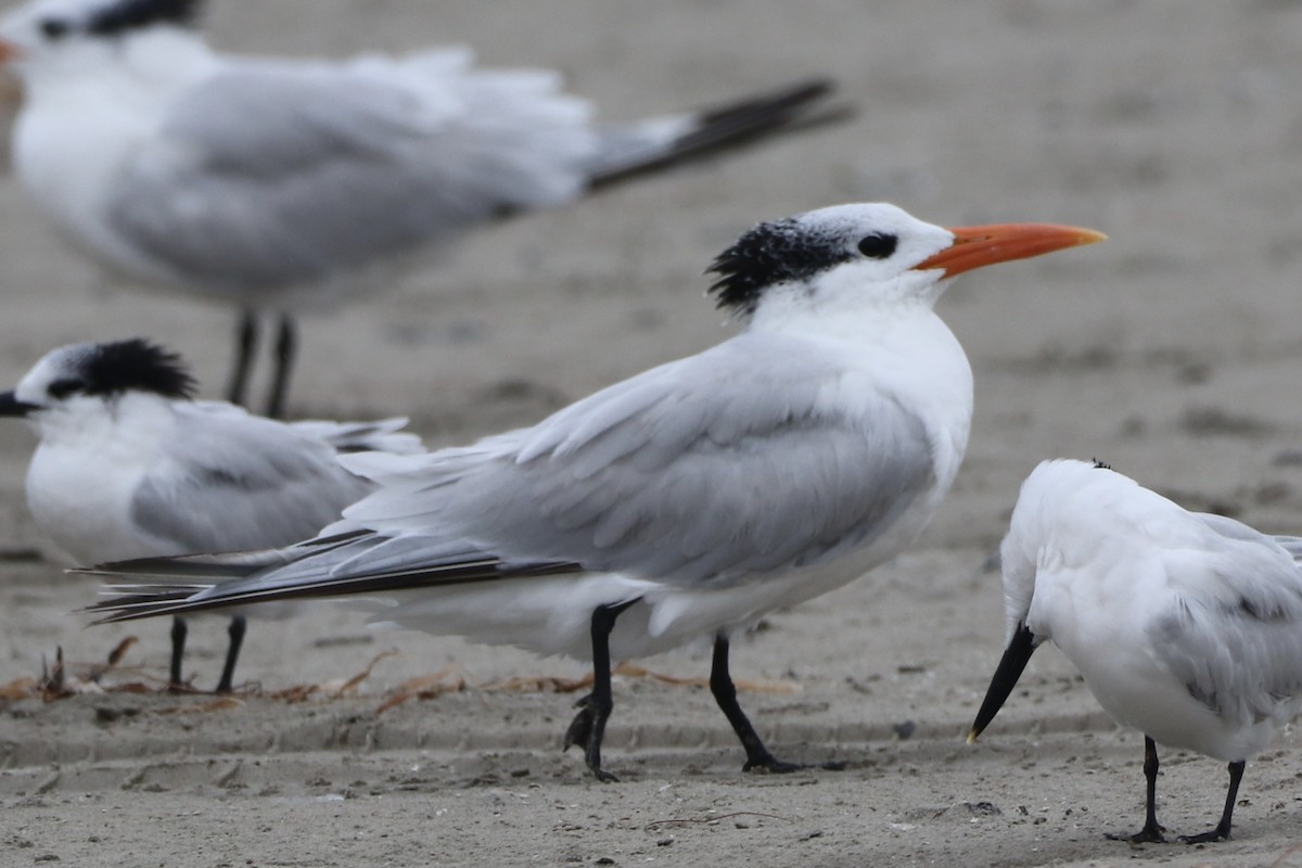 Royal Tern - ML646317006