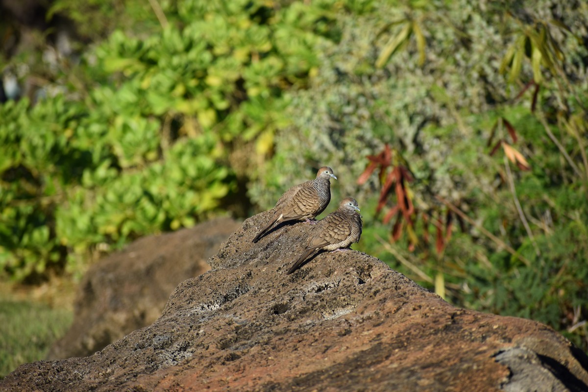 Zebra Dove - ML646317010