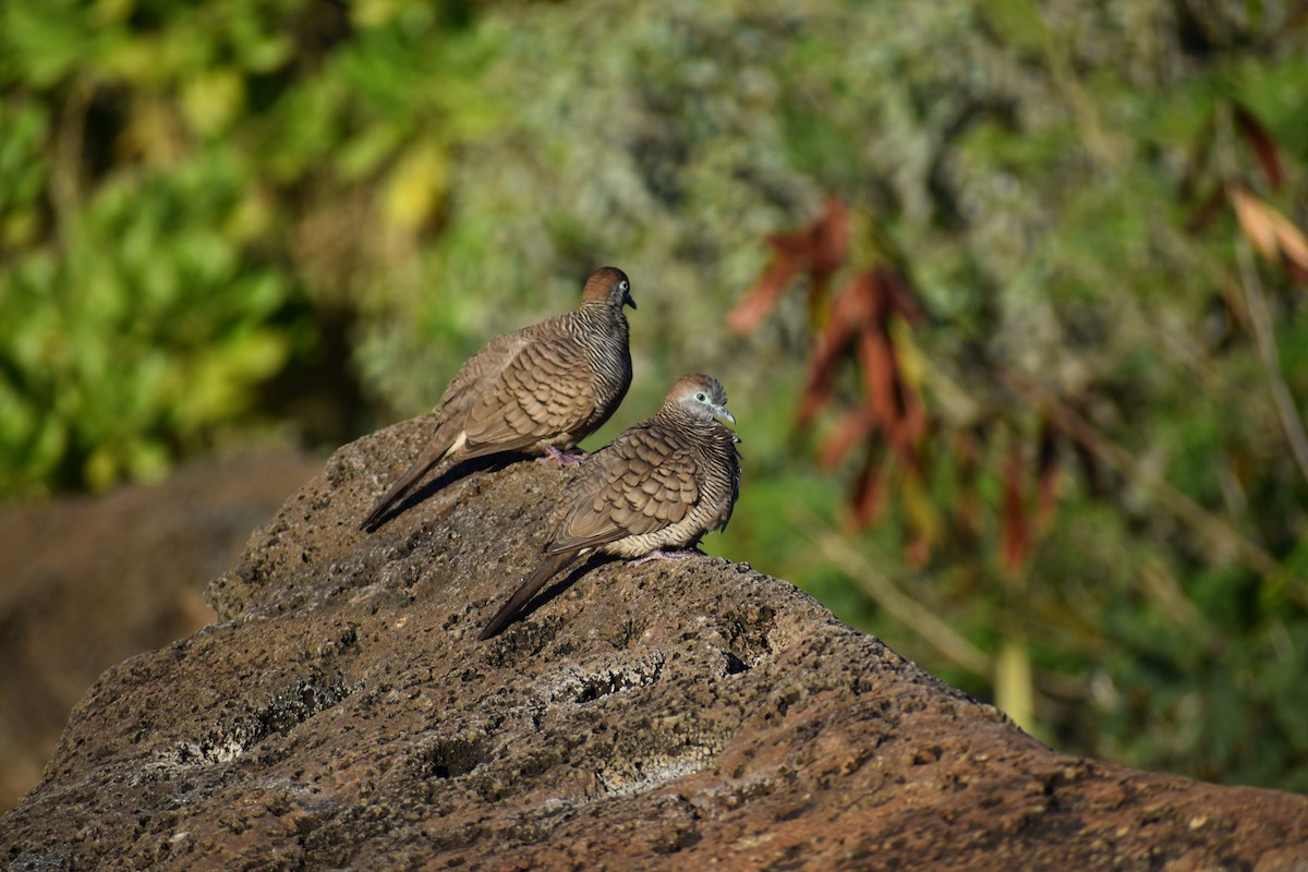Zebra Dove - ML646317011