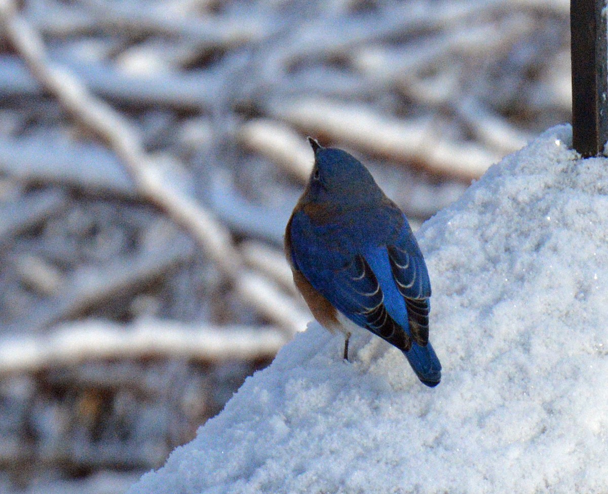 Doğulu Mavi Ardıç - ML646317012