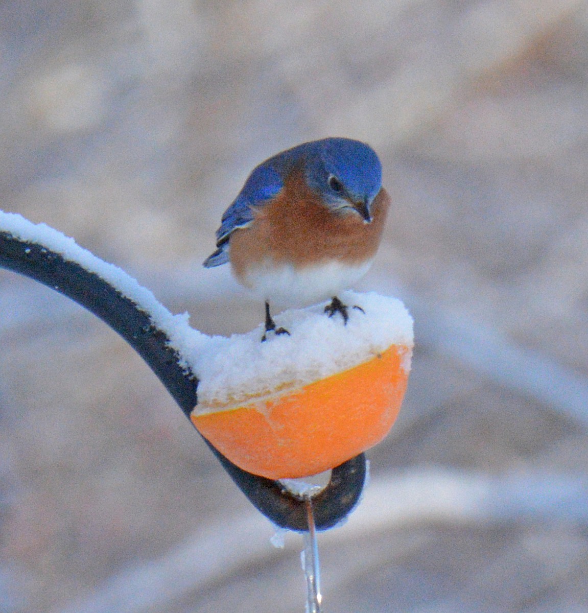 Doğulu Mavi Ardıç - ML646317013