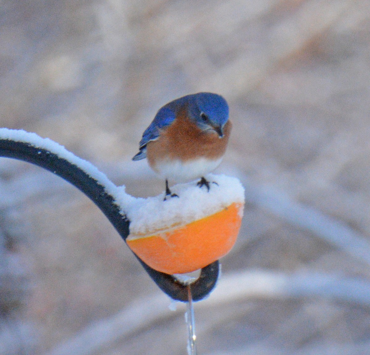 Doğulu Mavi Ardıç - ML646317014