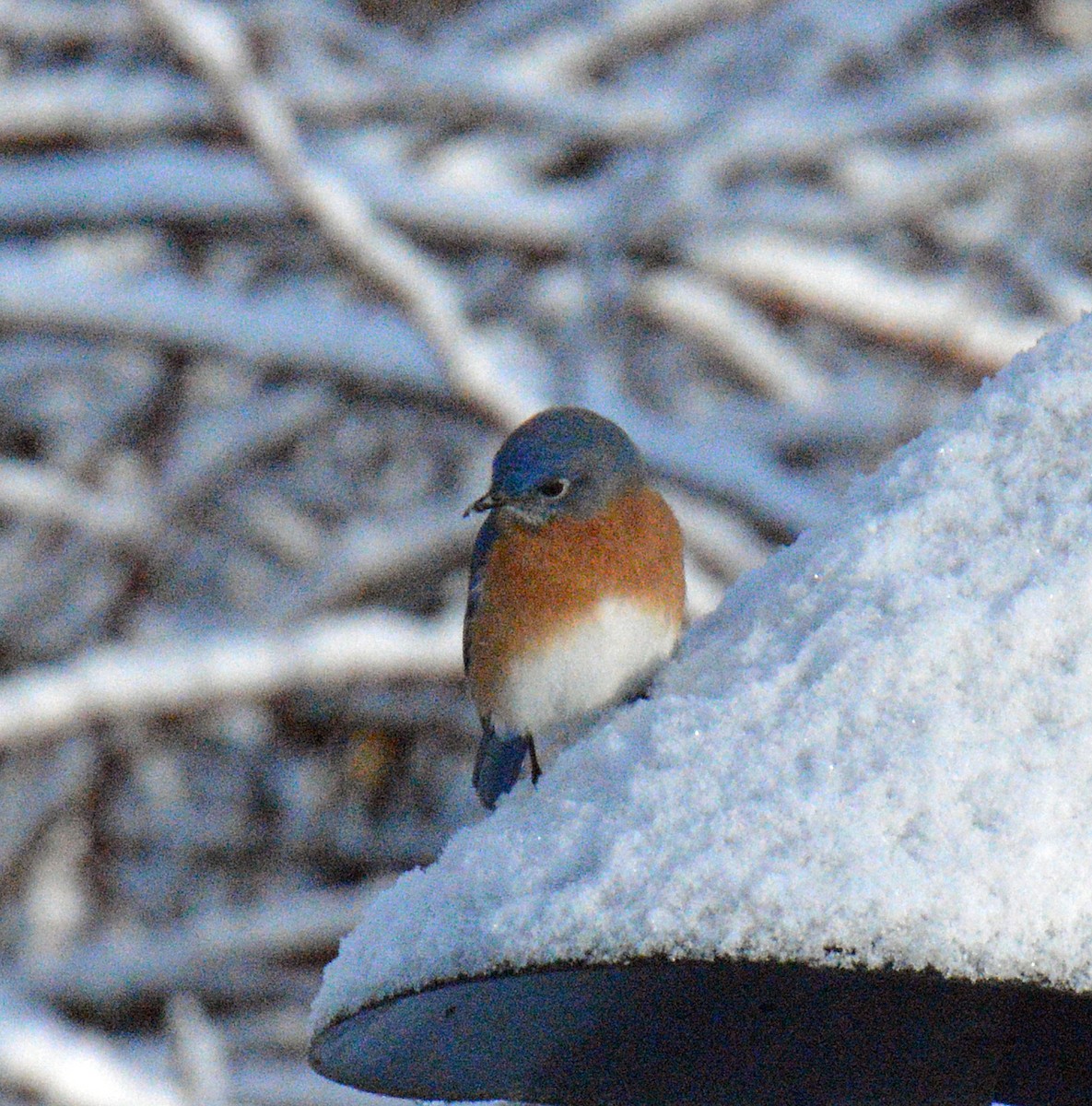 Doğulu Mavi Ardıç - ML646317015