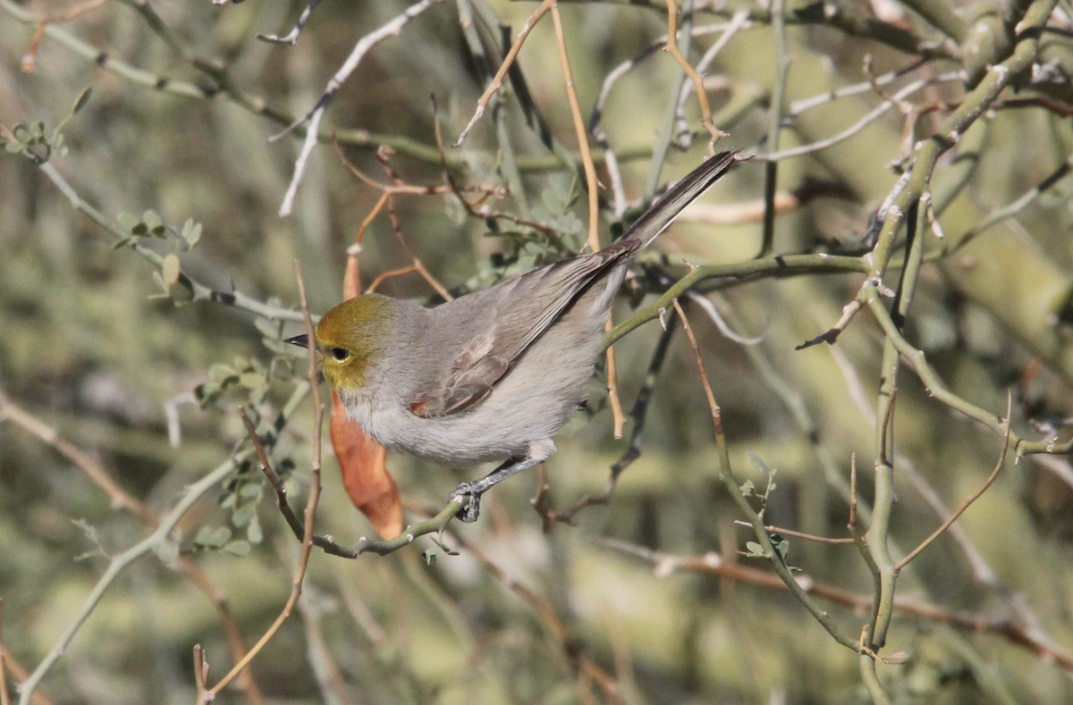 Pájaro Moscón Baloncito - ML646317016