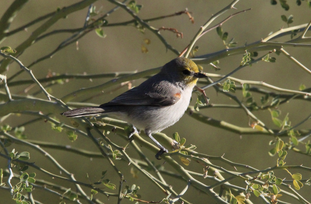 Pájaro Moscón Baloncito - ML646317017