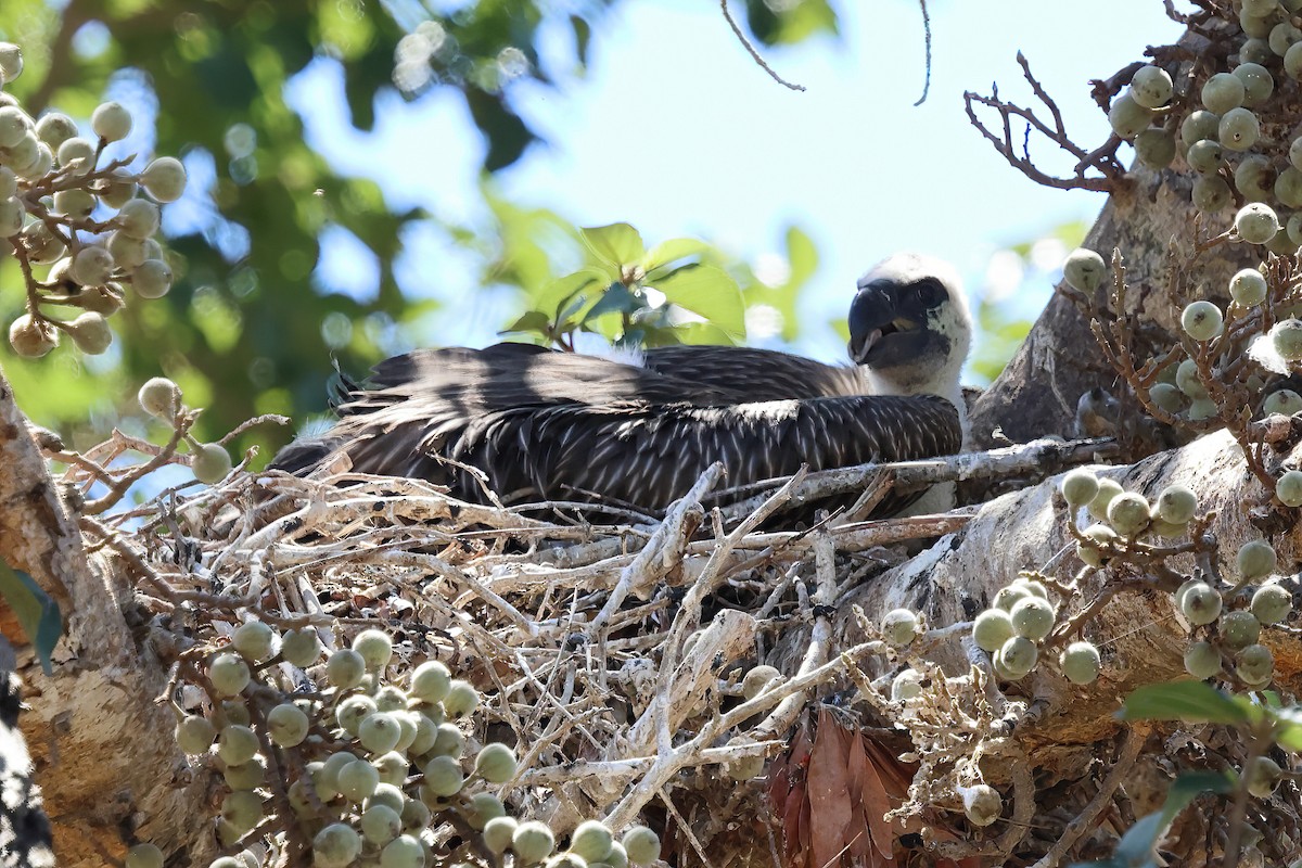 White-backed Vulture - ML646317018