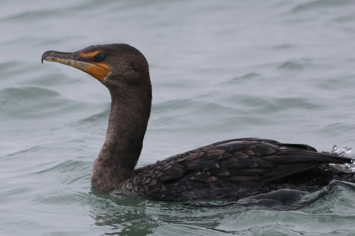Double-crested Cormorant - ML646317019