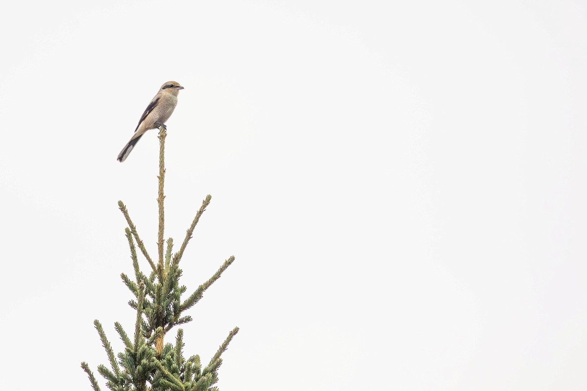 Northern Shrike - ML646317022