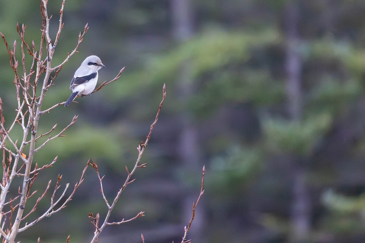 Northern Shrike - ML646317023