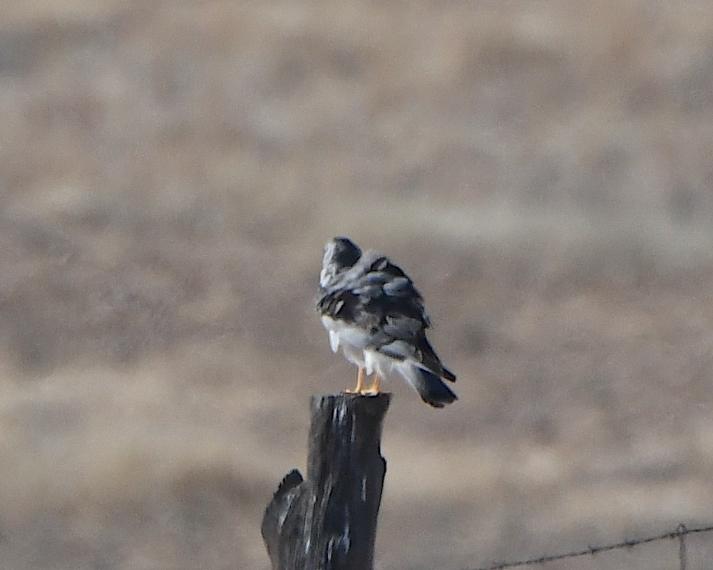 Northern Harrier - ML646317024