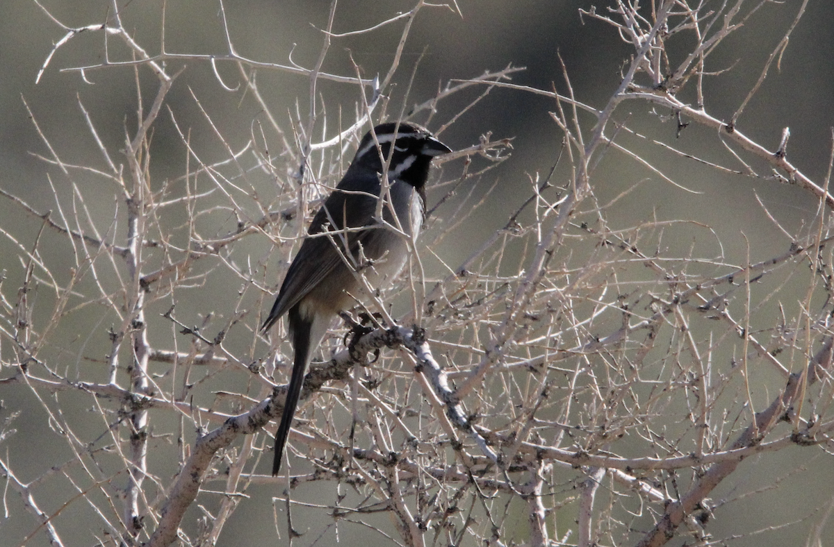 Chingolo Gorjinegro - ML646317025