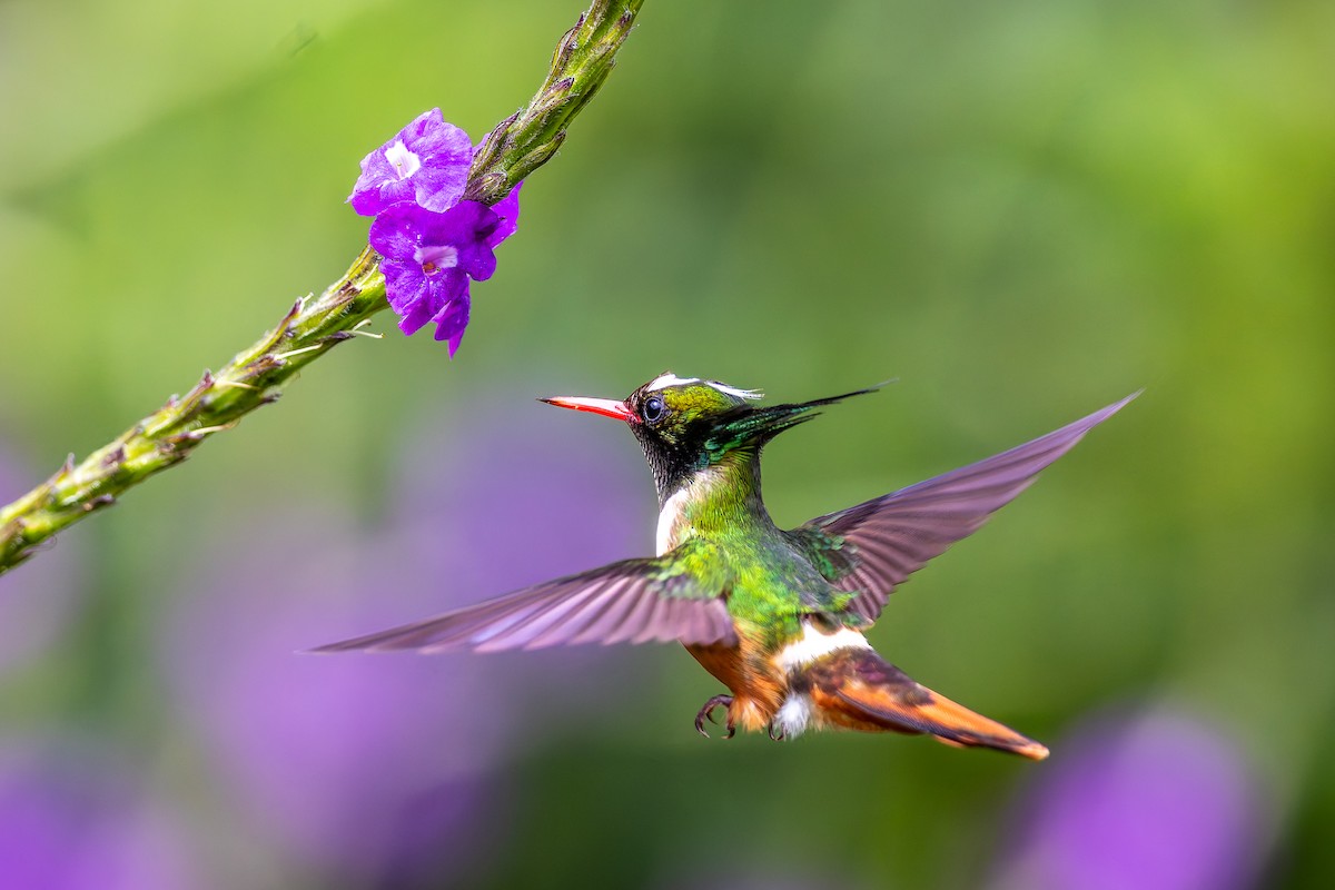 White-crested Coquette - ML646317029