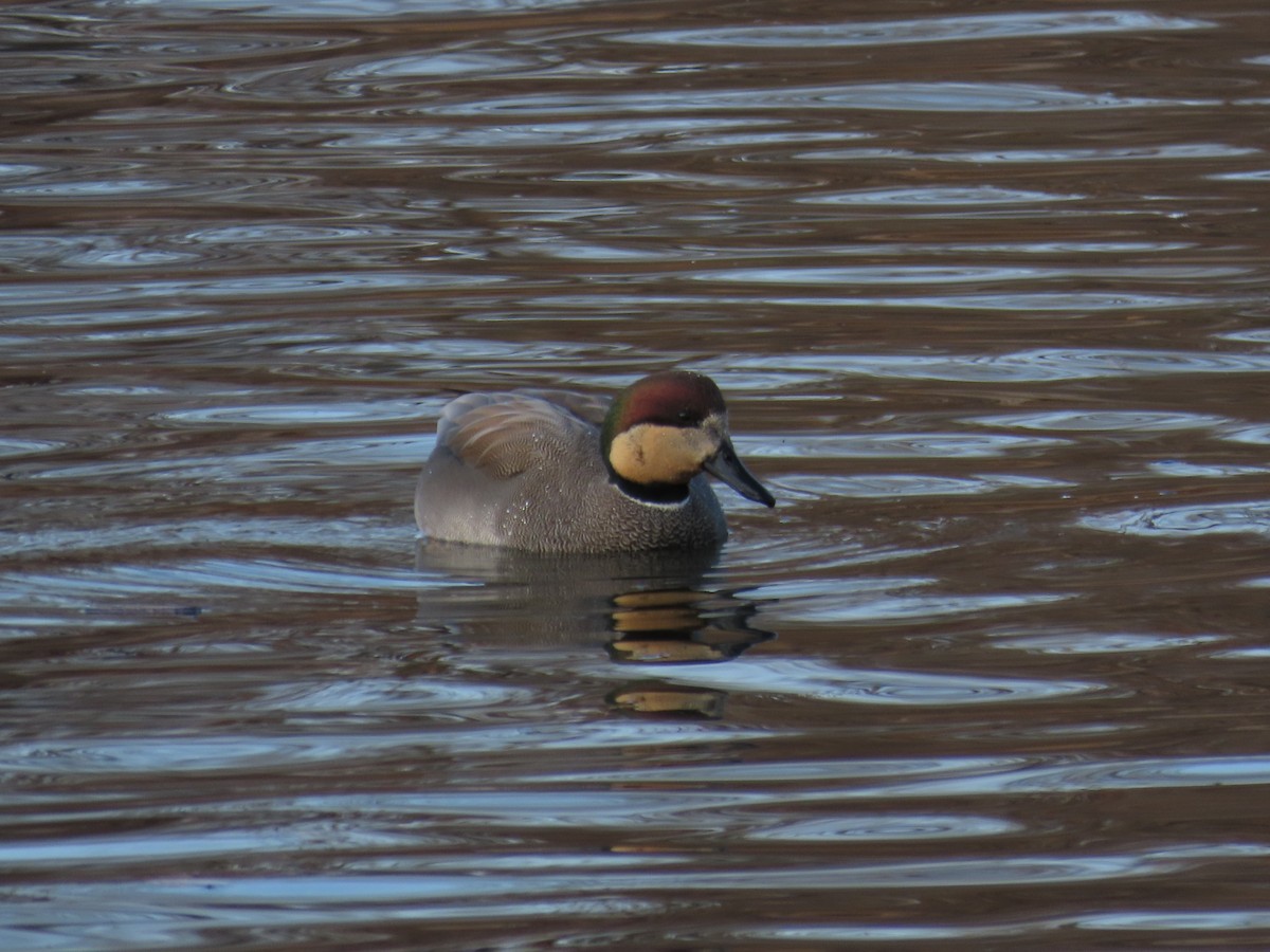 Gadwall - ML646317041