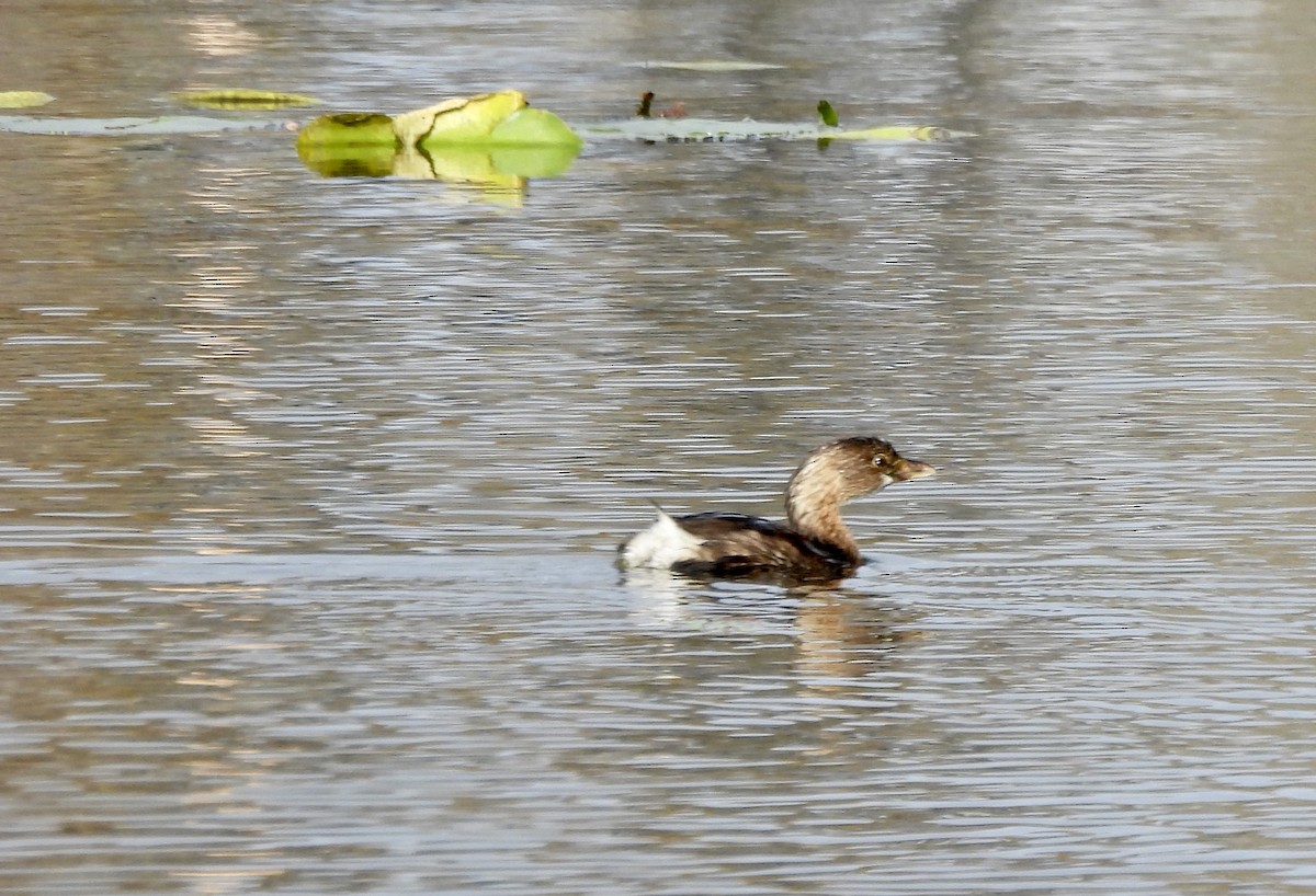 Bindentaucher - ML646317042