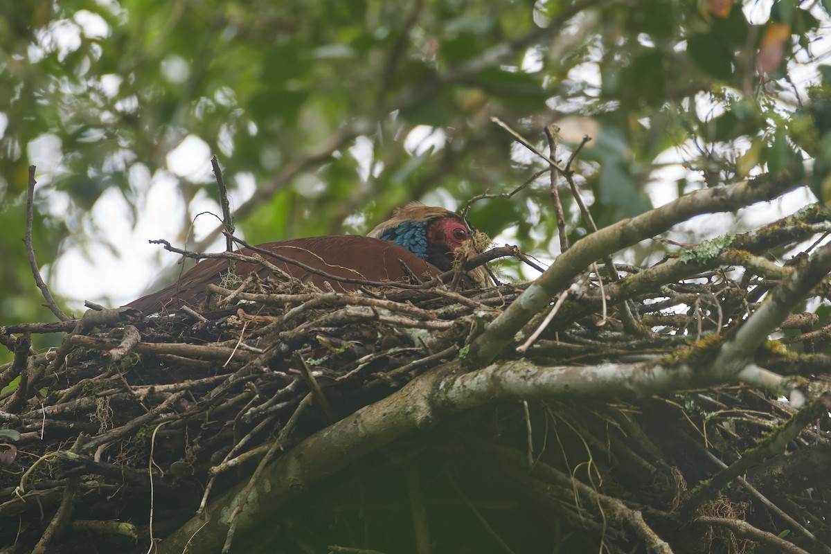 Madagascar Ibis - ML646317050