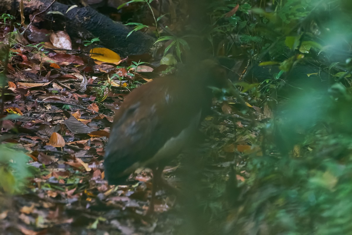 Madagascar Ibis - ML646317051