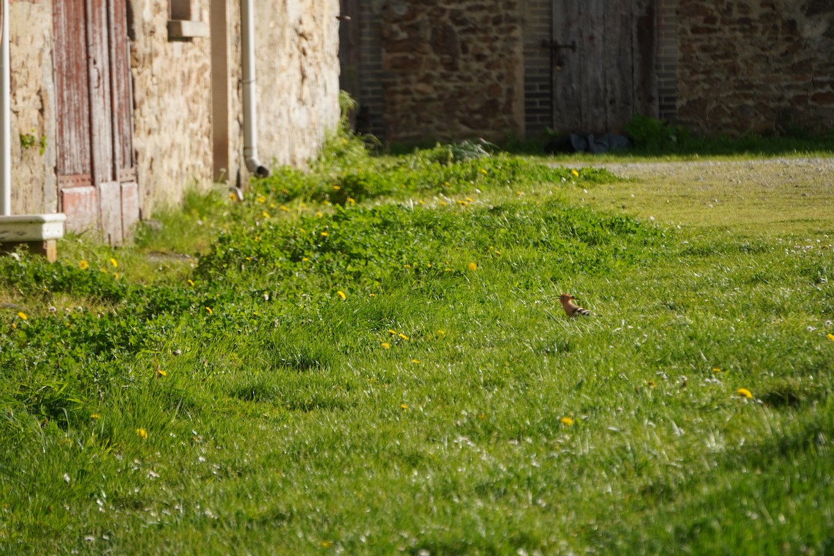 Common Hoopoe - ML646317053