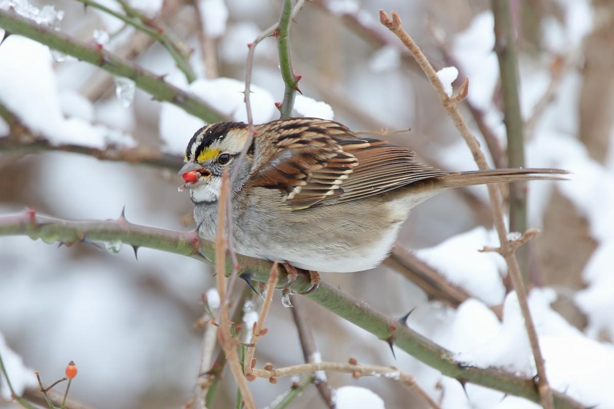 White-throated Sparrow - ML646317054