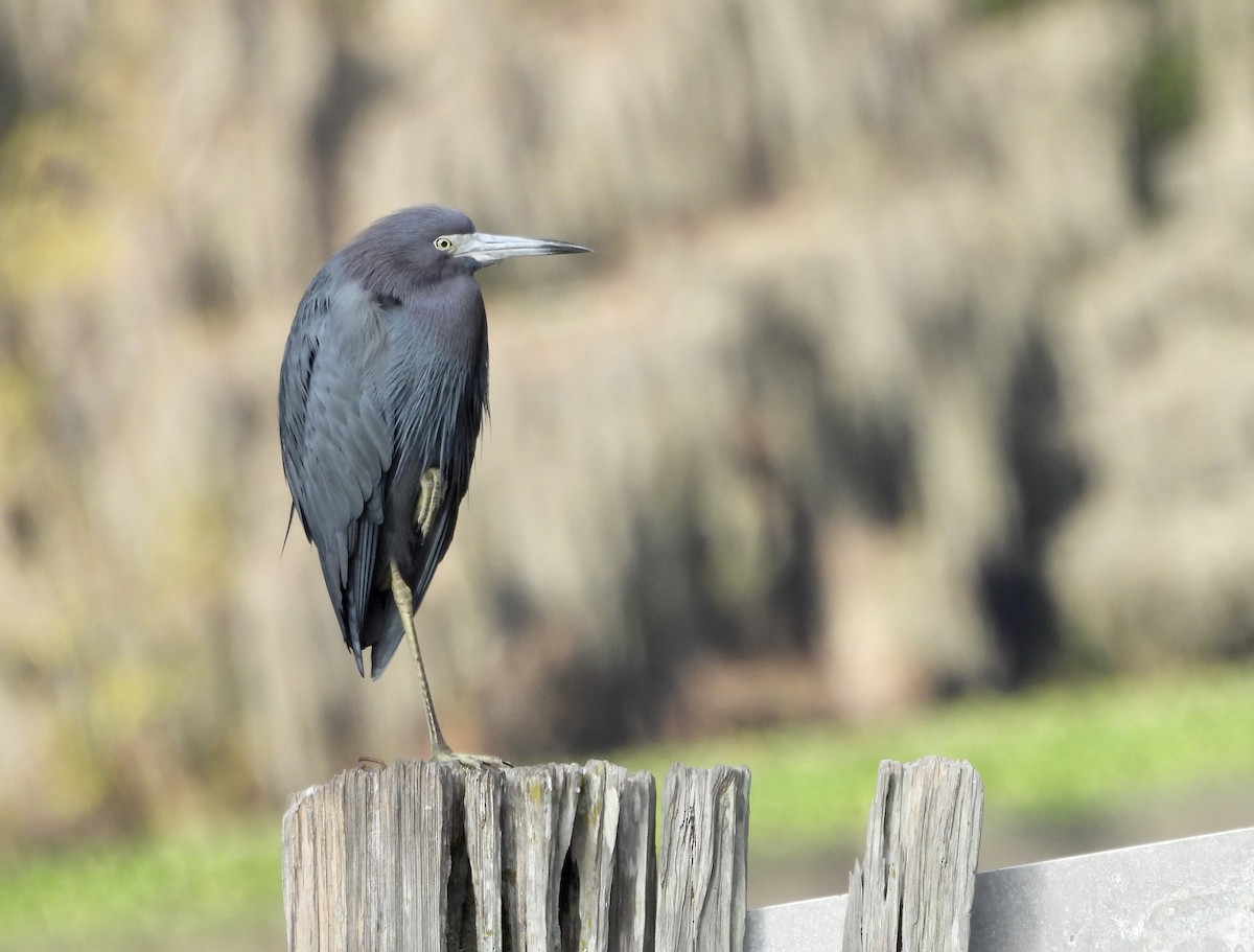 Blaureiher - ML646317055