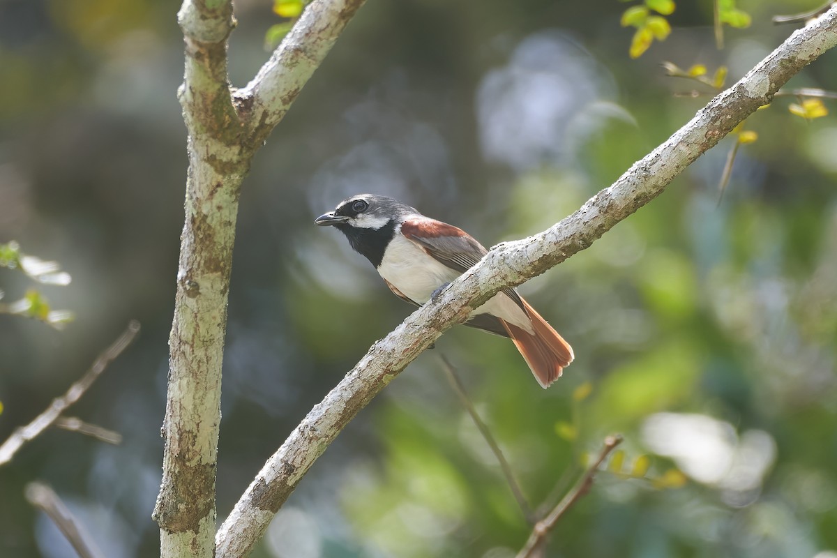 Red-tailed Vanga - ML646317057