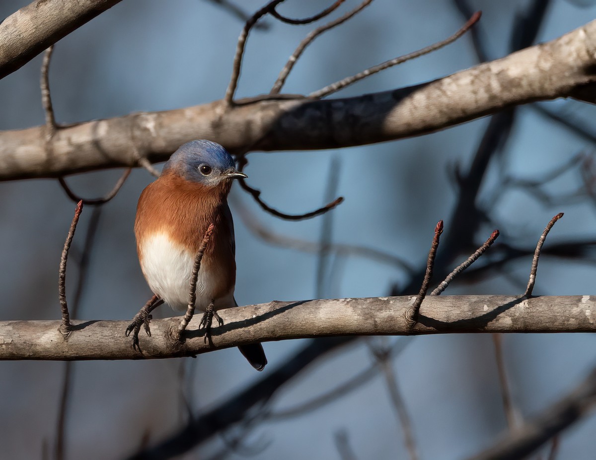 Eastern Bluebird - ML646317059