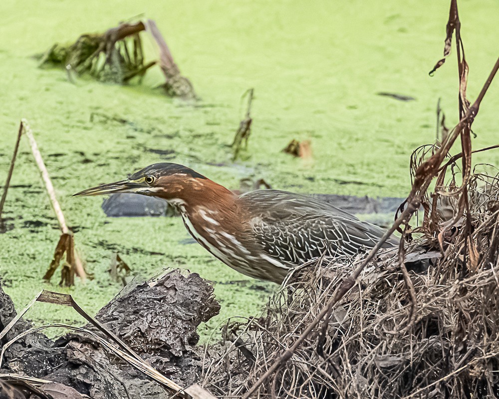 volavka zelenavá - ML646317062