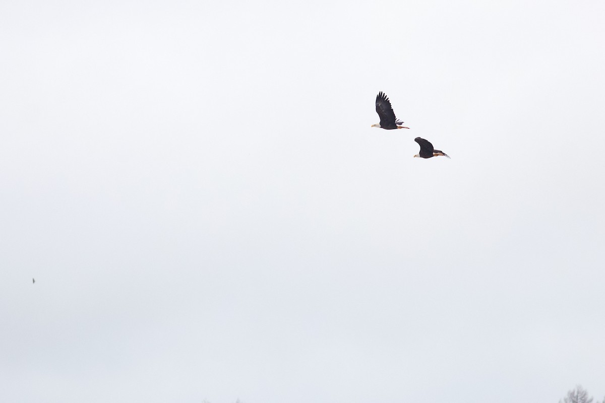 Pygargue à tête blanche - ML646317063