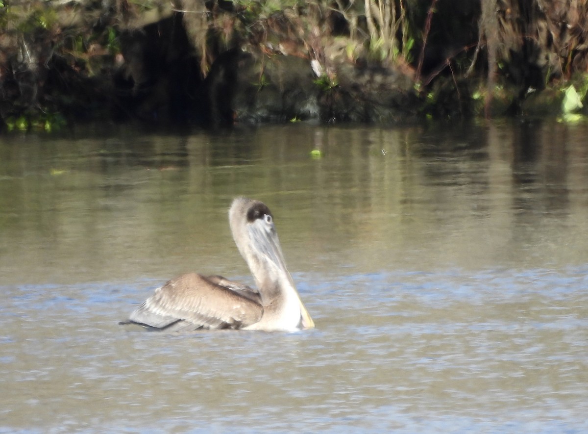 Braunpelikan - ML646317064