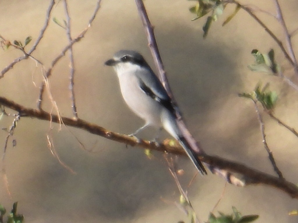 Iberian Gray Shrike - ML646317065