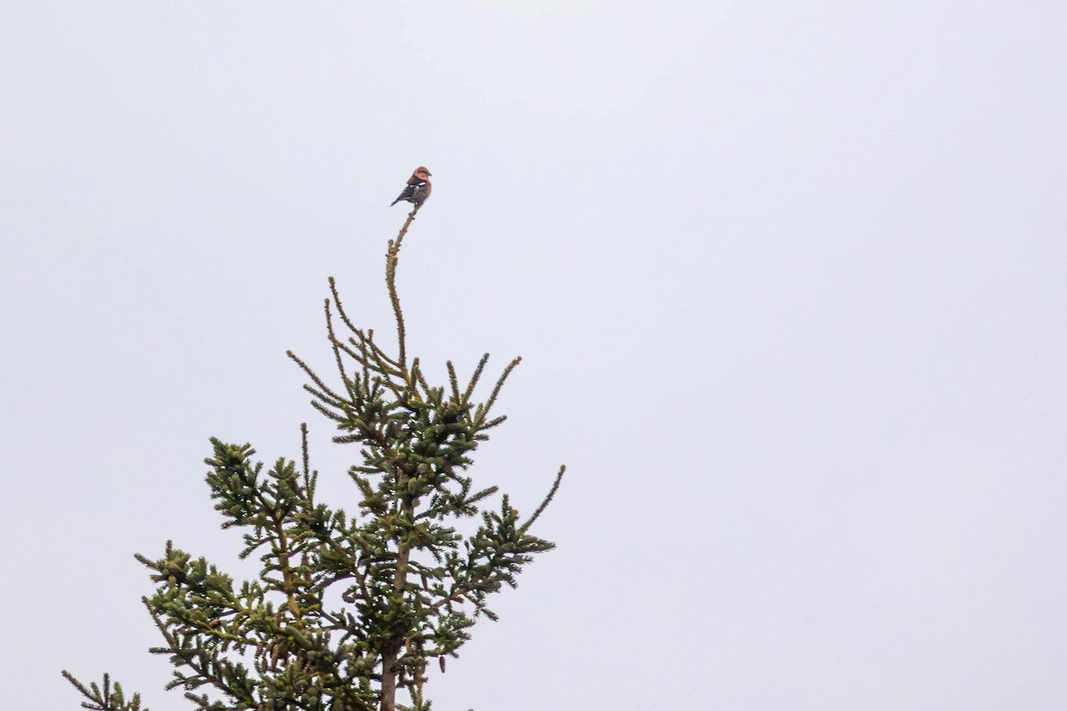 křivka bělokřídlá - ML646317069