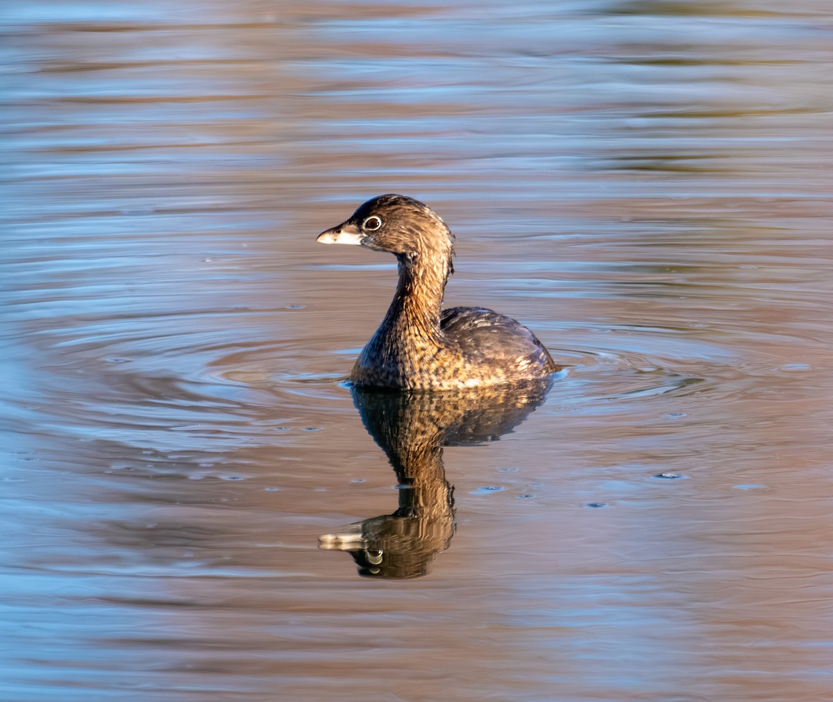 Pied-billed Grebe - ML646317073