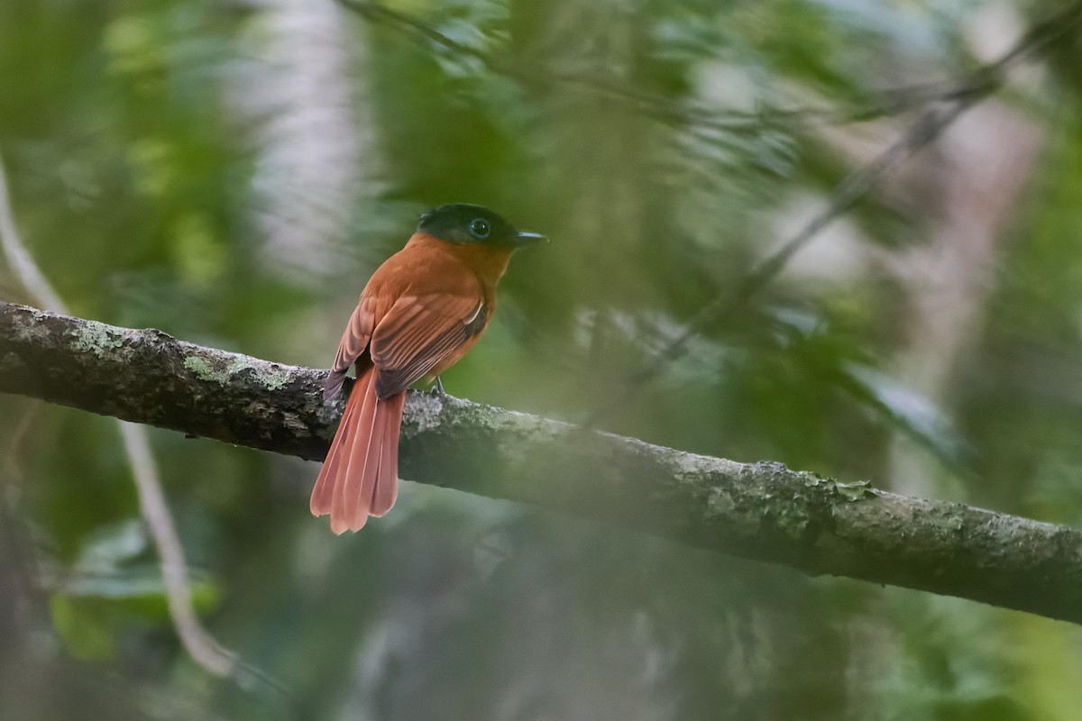 Malagasy Paradise-Flycatcher - ML646317074