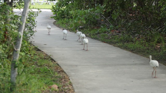 Ak Aynak - ML646317075