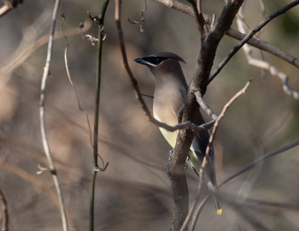 ヒメレンジャク - ML646317077