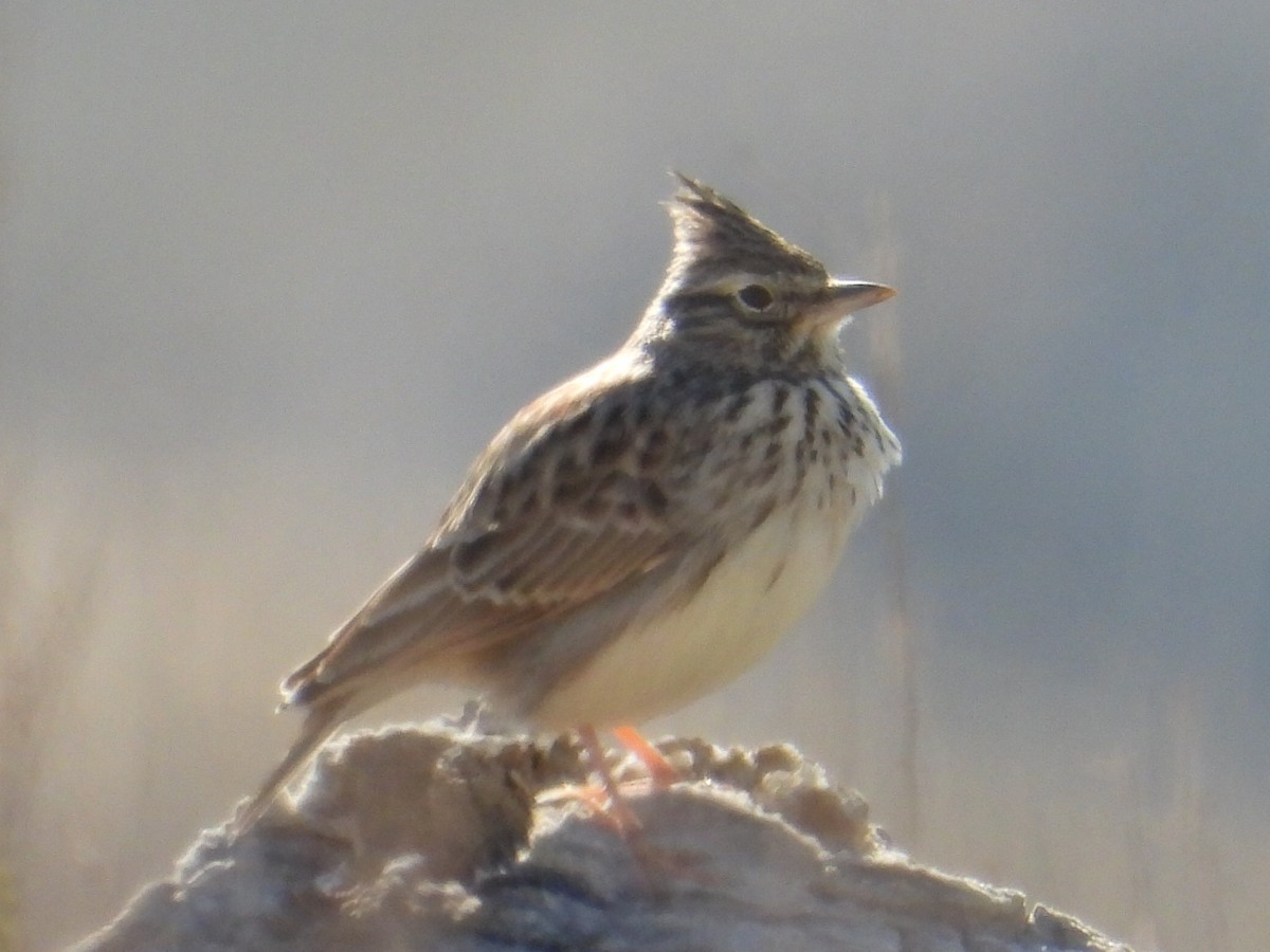 Thekla's Lark - ML646317078