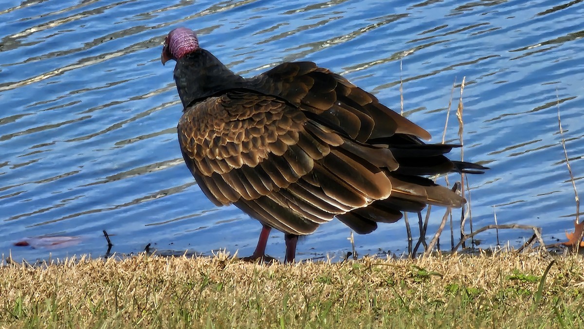Turkey Vulture (Northern) - ML646317079