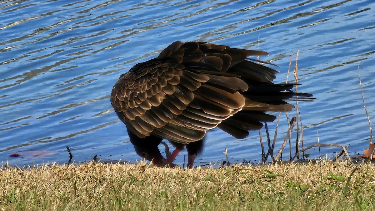 Turkey Vulture (Northern) - ML646317080