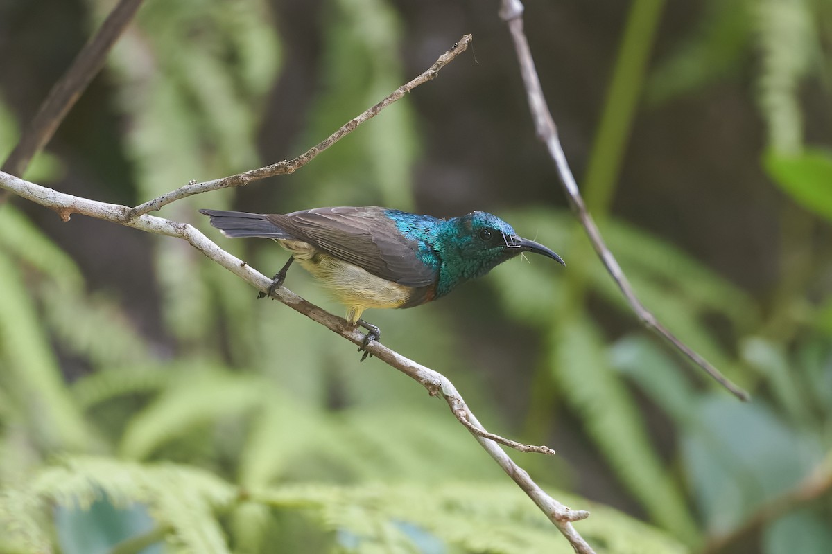Souimanga Sunbird - ML646317083