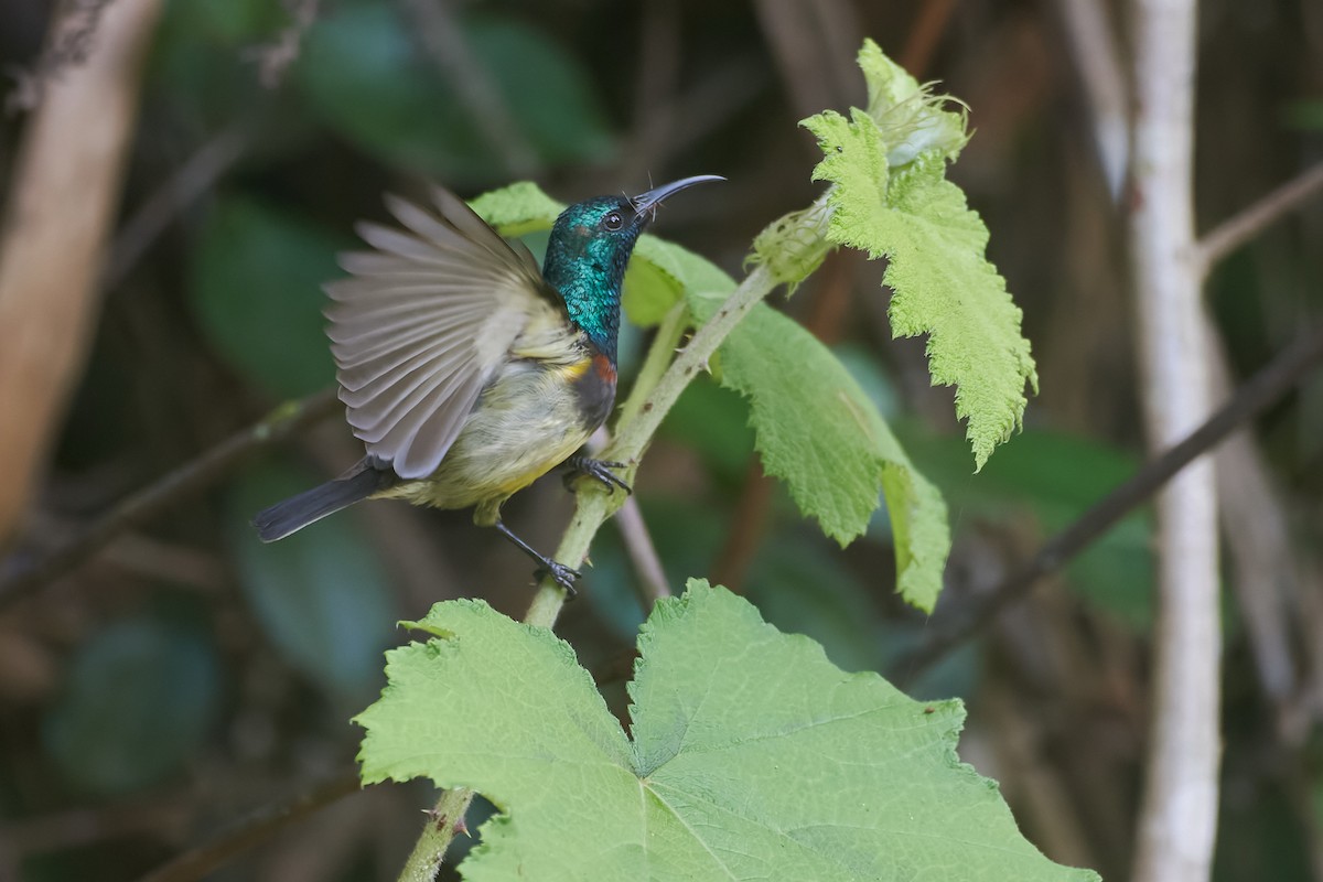 Souimanga Sunbird - ML646317084