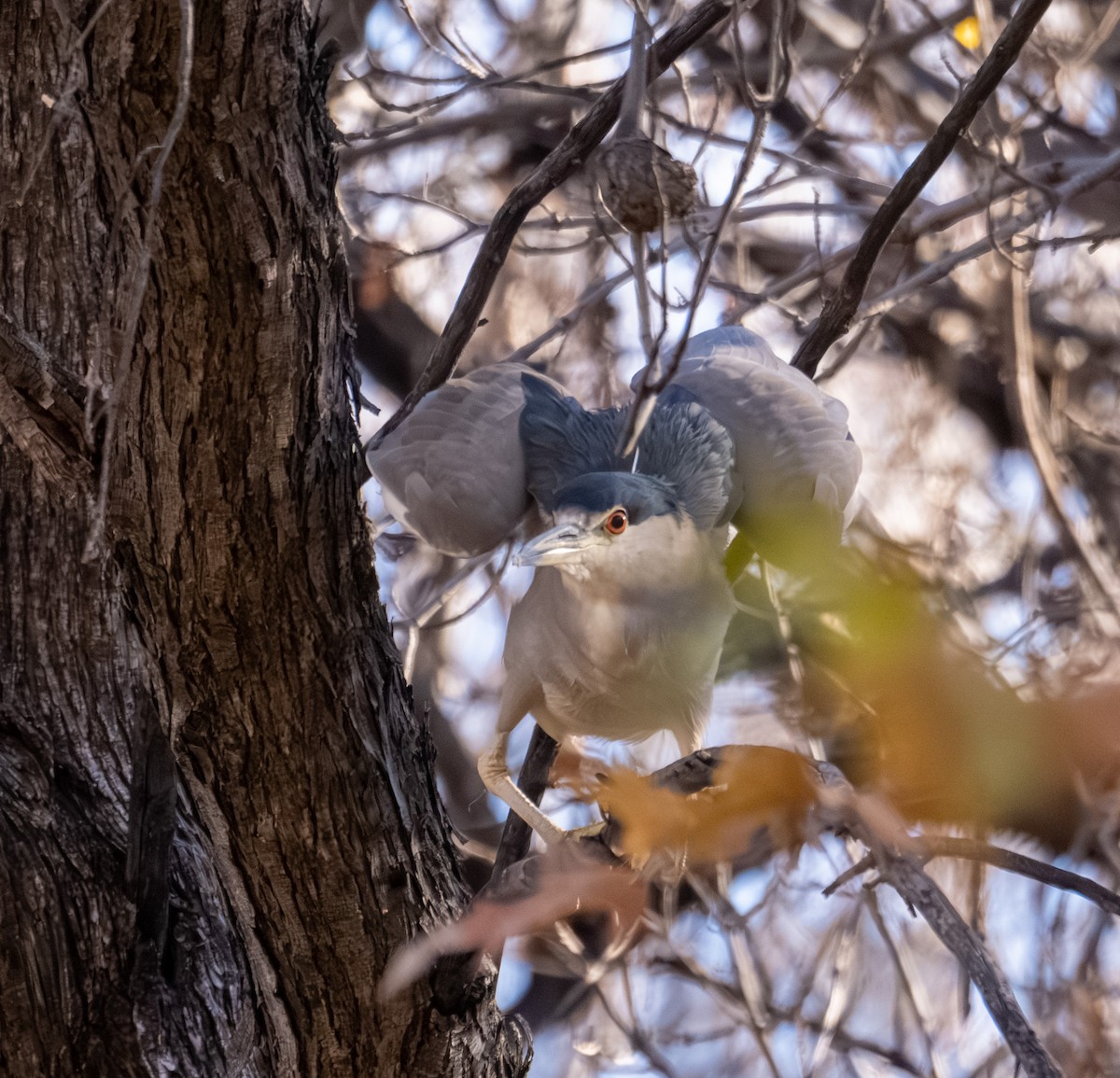 Black-crowned Night Heron - ML646317085