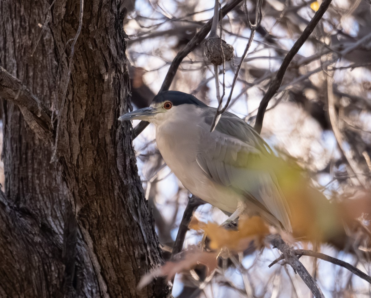 Black-crowned Night Heron - ML646317086