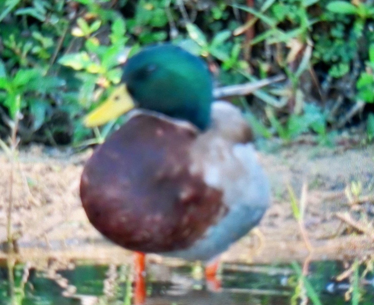 Зэрлэг нугас - ML646317089