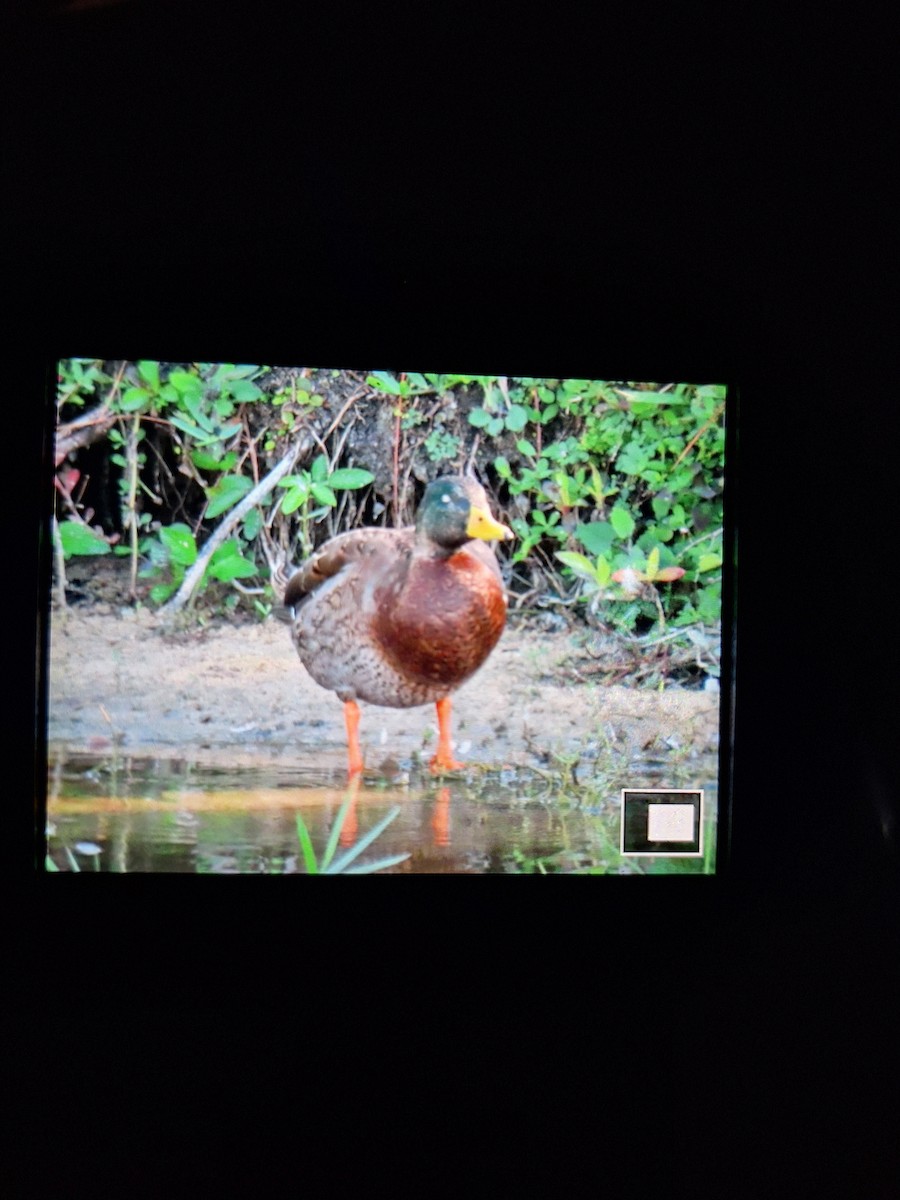 Зэрлэг нугас - ML646317090