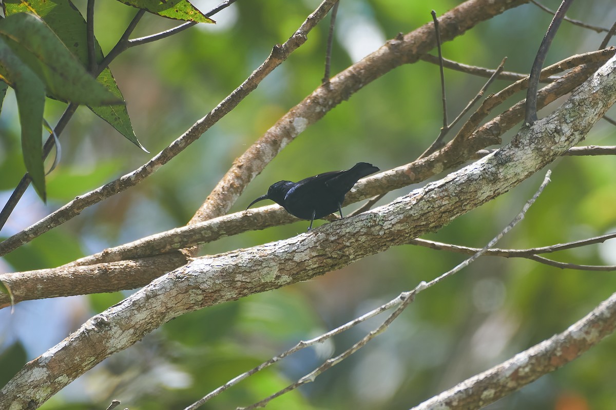 Malagasy Sunbird - ML646317091